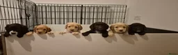 Sprocker dogs for sale: Sprocker Puppies  - Advert 1
