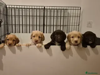 Sprocker dogs Sprocker Puppies - Advert 2