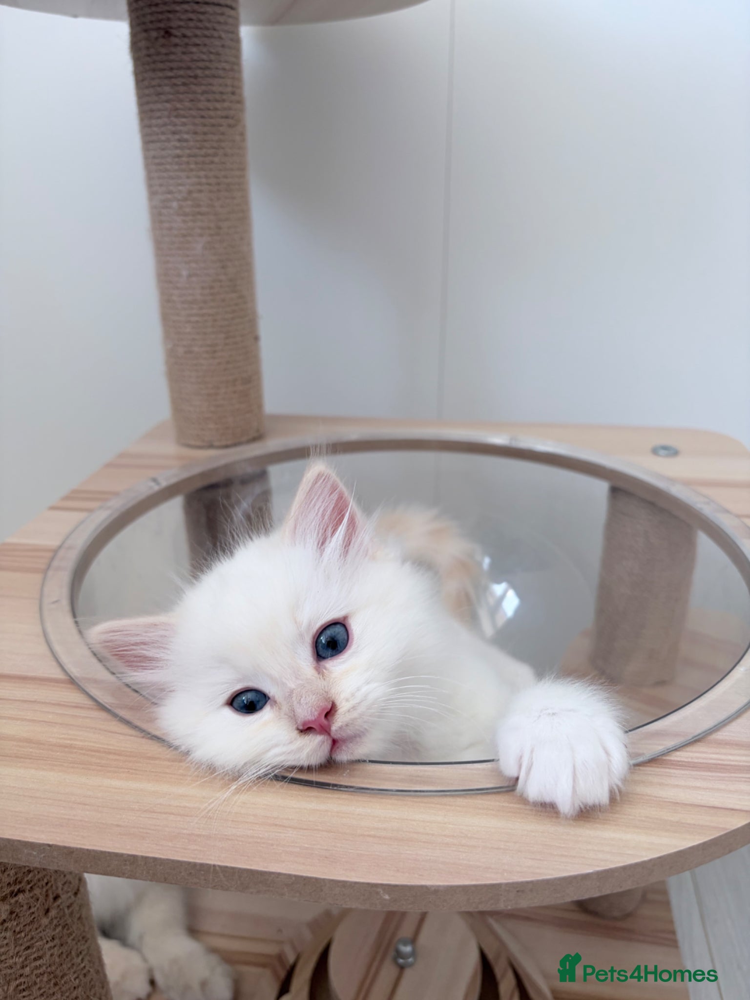 Ragdoll cats 2 Left! TICA Registered flame Ragdoll Kittens - Advert 2