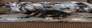 Dachshund 1