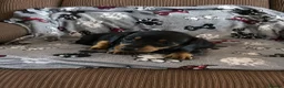 Dachshund dogs for sale: dashhound puppies for sale - Advert 2