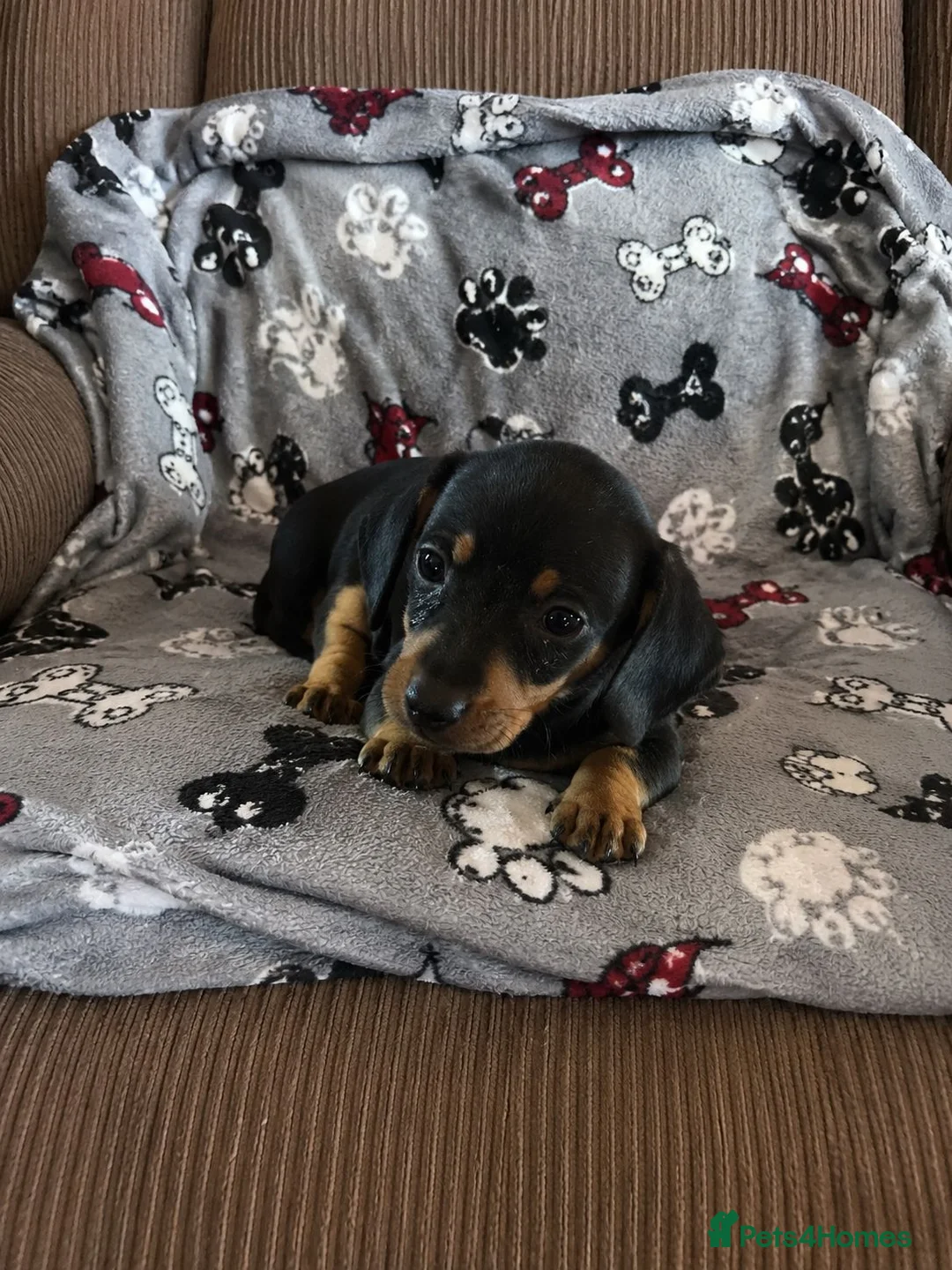 Dachshund dogs for sale: dashhound puppies for sale - Advert 2