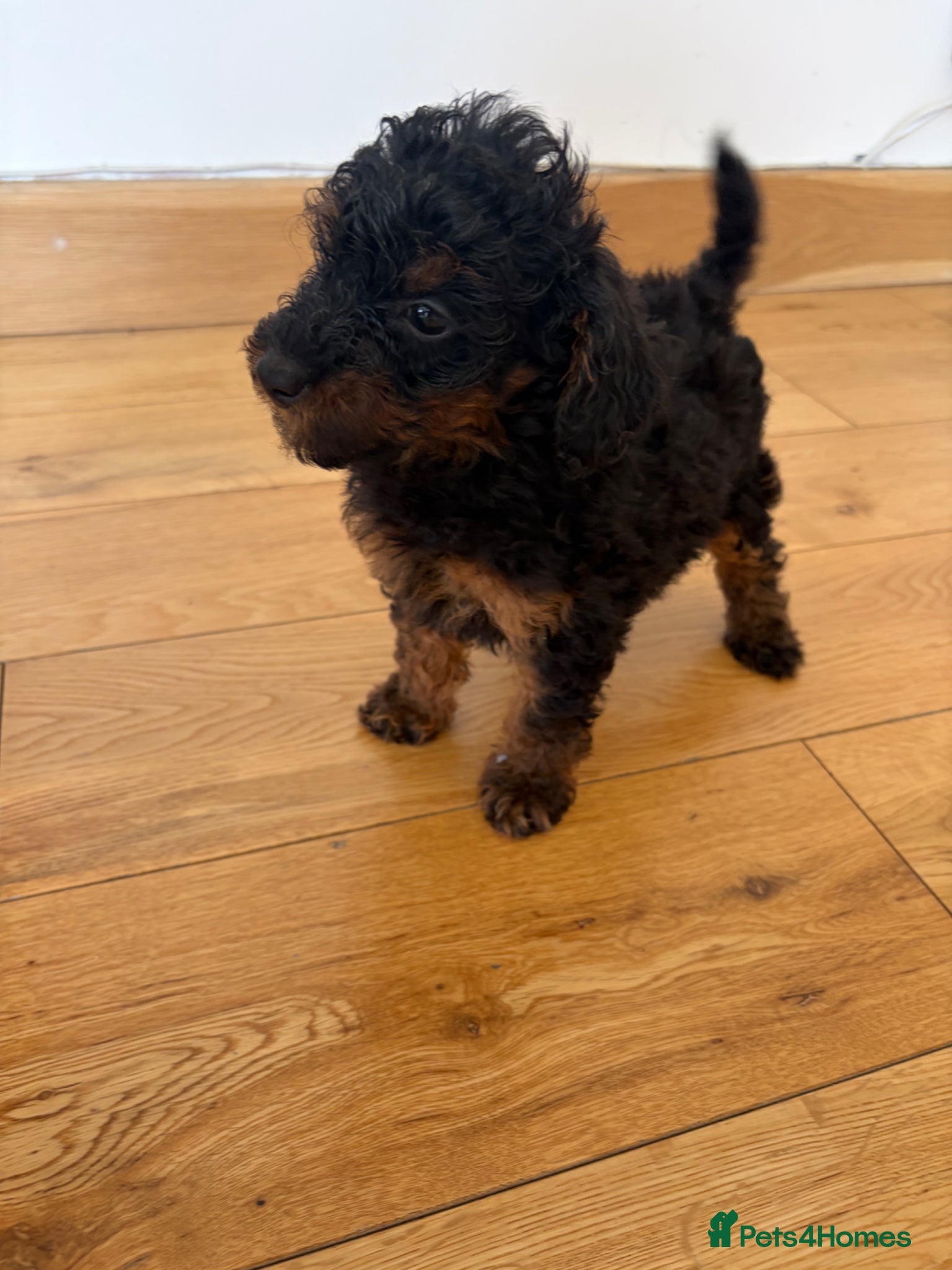 Toy Poodle dogs ⭐️Tiny beautiful Toy Poodles⭐️ 🐾 - Advert 9