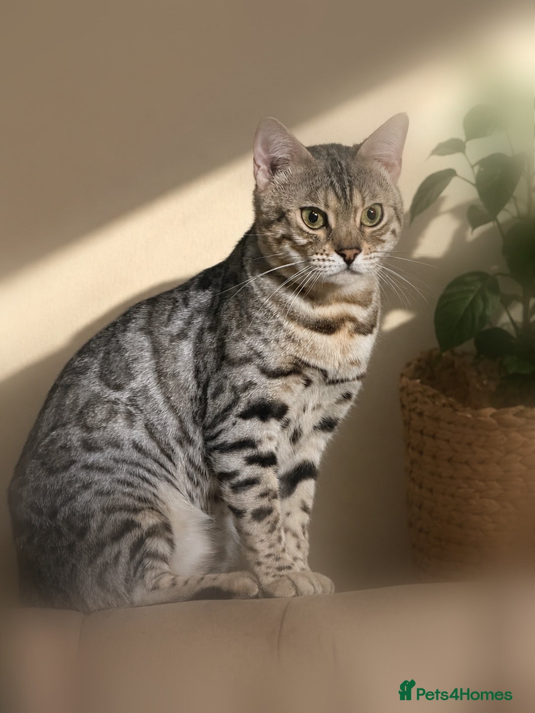 Bengal cats Pedigree G6 Bengal Cat - Advert 2
