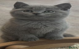 British Shorthair cats for sale: Chunky Female & Male BSH Kittens READY NOW in Herne Bay - Image 6