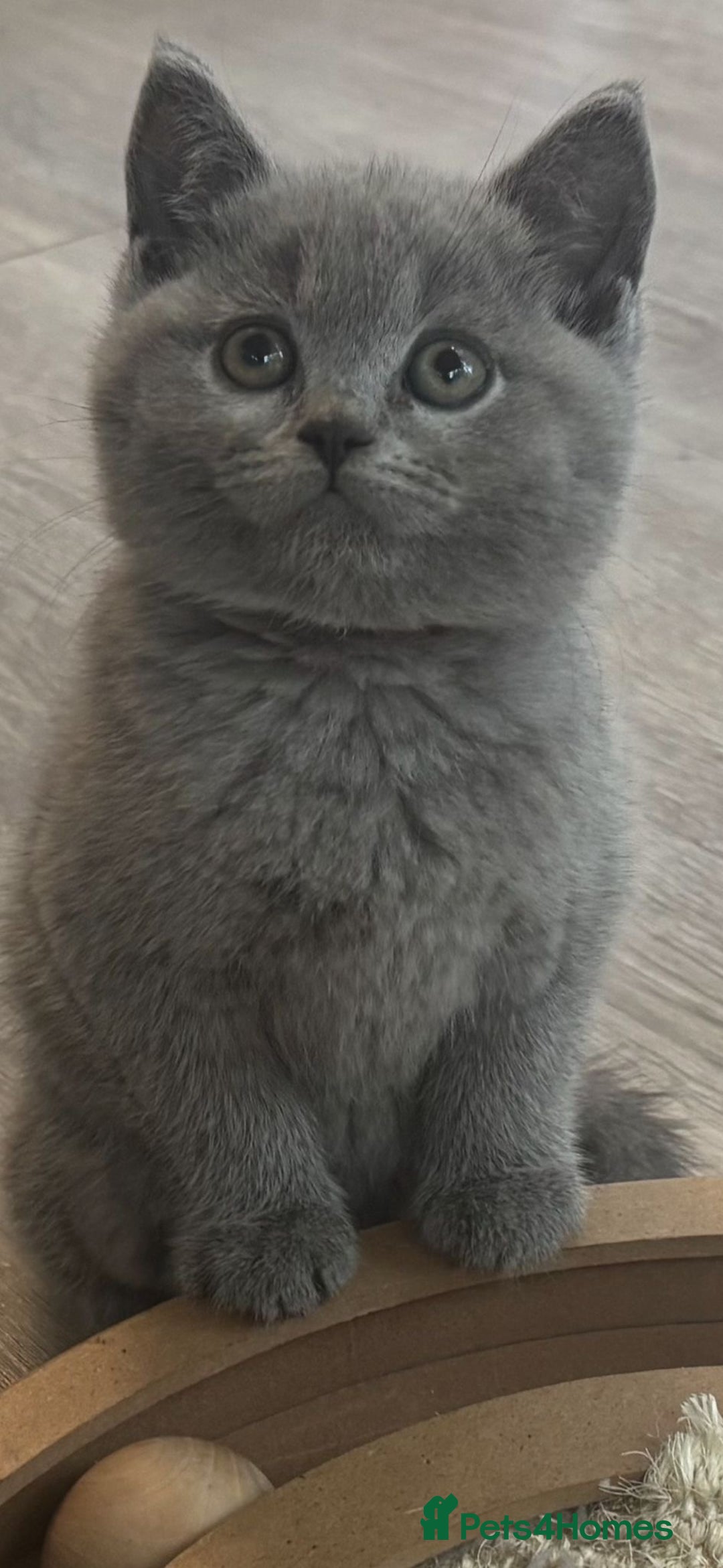 British Shorthair cats for sale: Chunky Female & Male BSH Kittens READY NOW in Herne Bay - Image 6