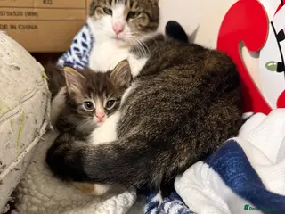 Mixed Breed cats 5 kittens for sale - Advert 1