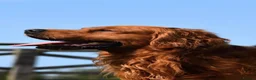 Golden Retriever dogs for sale: Golden retriever puppies  - Advert 6