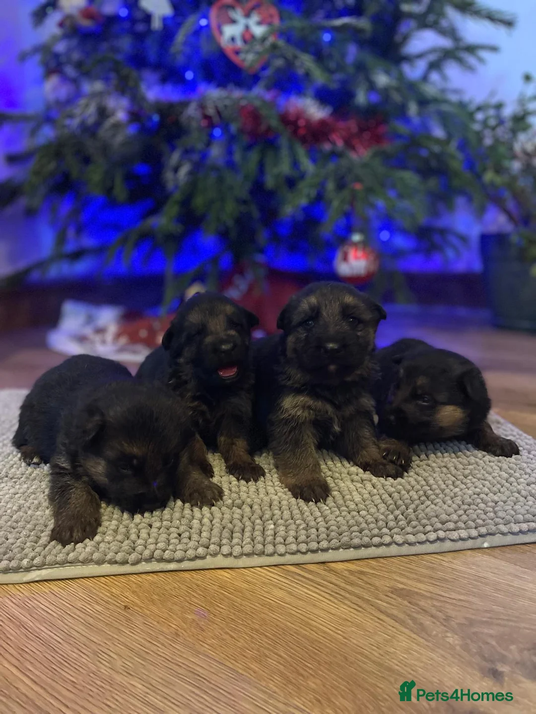 German Shepherd dogs for sale: Last Male GSD Puppy – Enzo vom Ezenthal - Advert 12