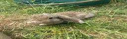 Mixed Breed rabbits for sale: X8 Baby Rabbits  - Advert 2