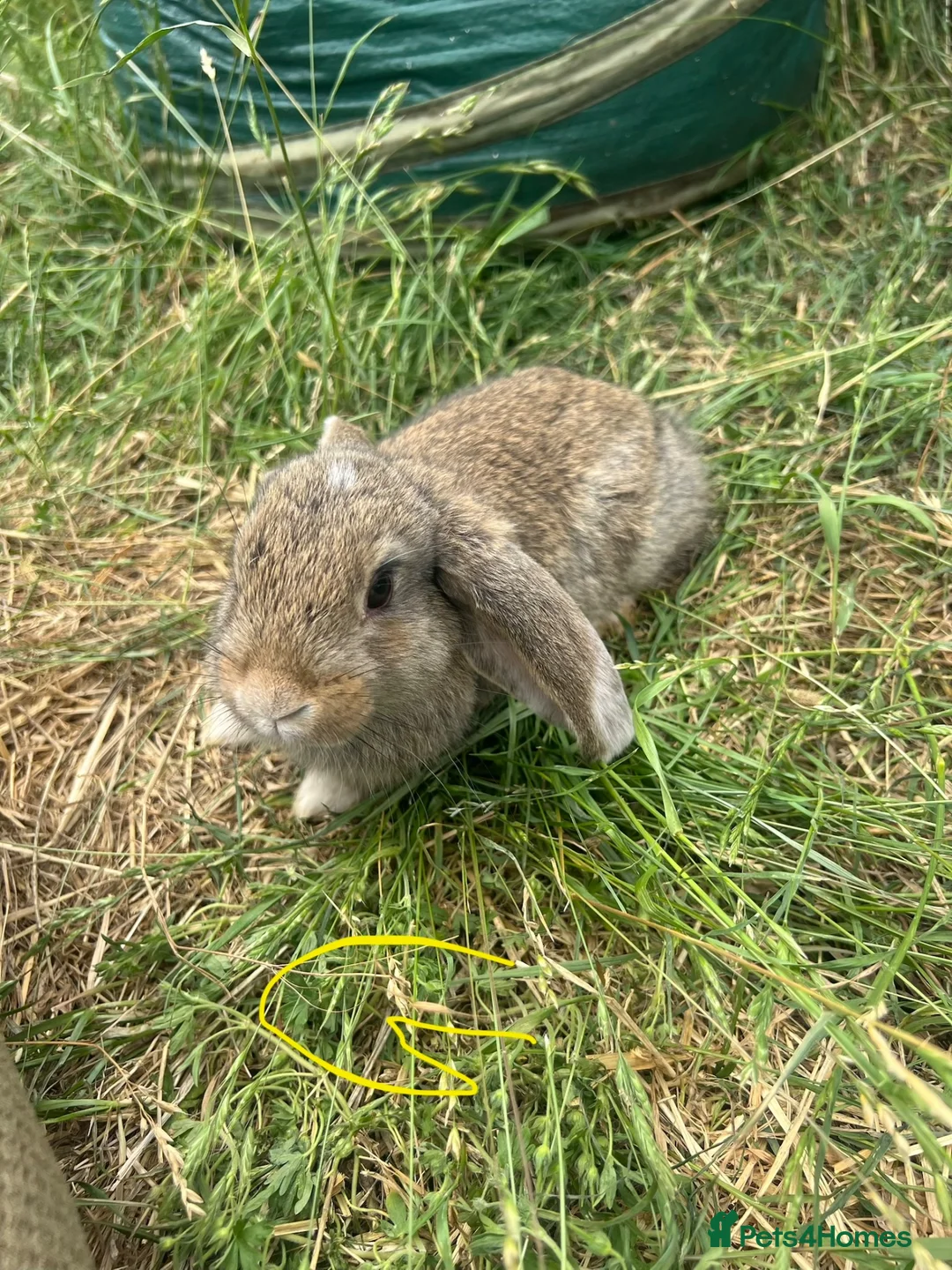 Mixed Breed rabbits for sale: X8 Baby Rabbits  - Advert 2
