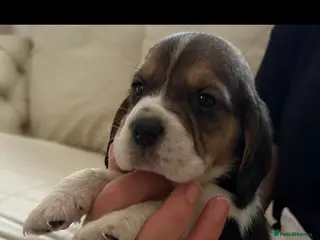 Beagle dogs Charterwood/Duffose Show win Kc registered, ,, - Advert 3