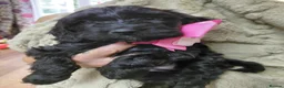 Cockapoo dogs for sale: Stunning cockerpoos in Barnsley - Advert 4