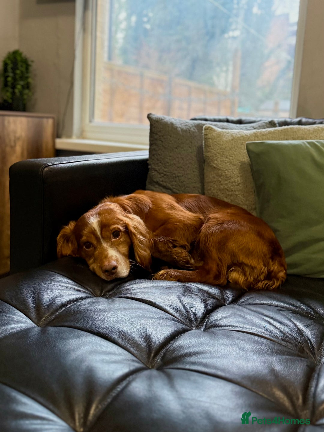 Cocker Spaniel dogs for sale: Cocker spaniel  - Advert 2