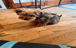 Yochon dogs for sale: Millies first litter  - Image 5