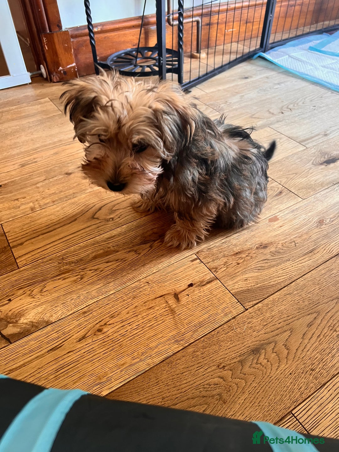 Yochon dogs for sale: Millies first litter  - Image 5