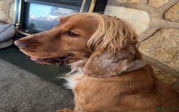 Cocker Spaniel dogs for stud: 🧬 Health Tested Show Type Cocker Spaniel Stud 🧬  - Image 4