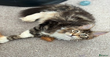 Maine Coon cats - Advert 5