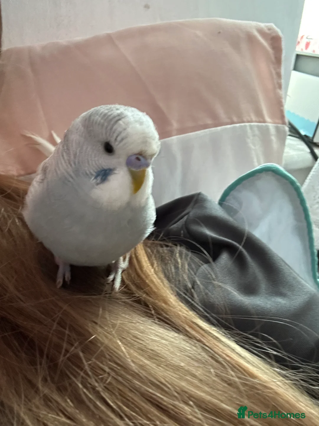 Budgerigars birds for sale: Bobby the Budgie - Advert 5