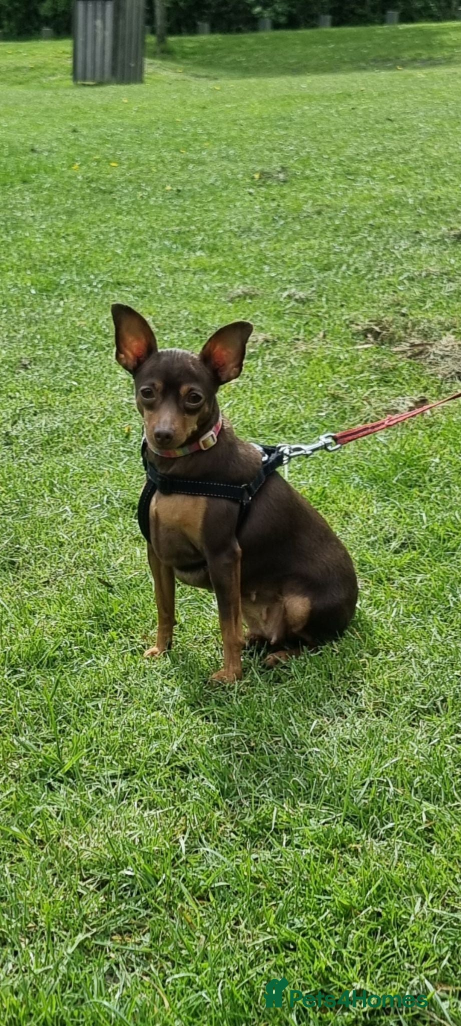 Miniature Pinscher dogs KC registered Miniature Pinscher chocolate and tan - Advert 2