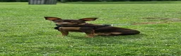 Miniature Pinscher dogs for sale: KC registered Miniature Pinscher chocolate and tan - Advert 2