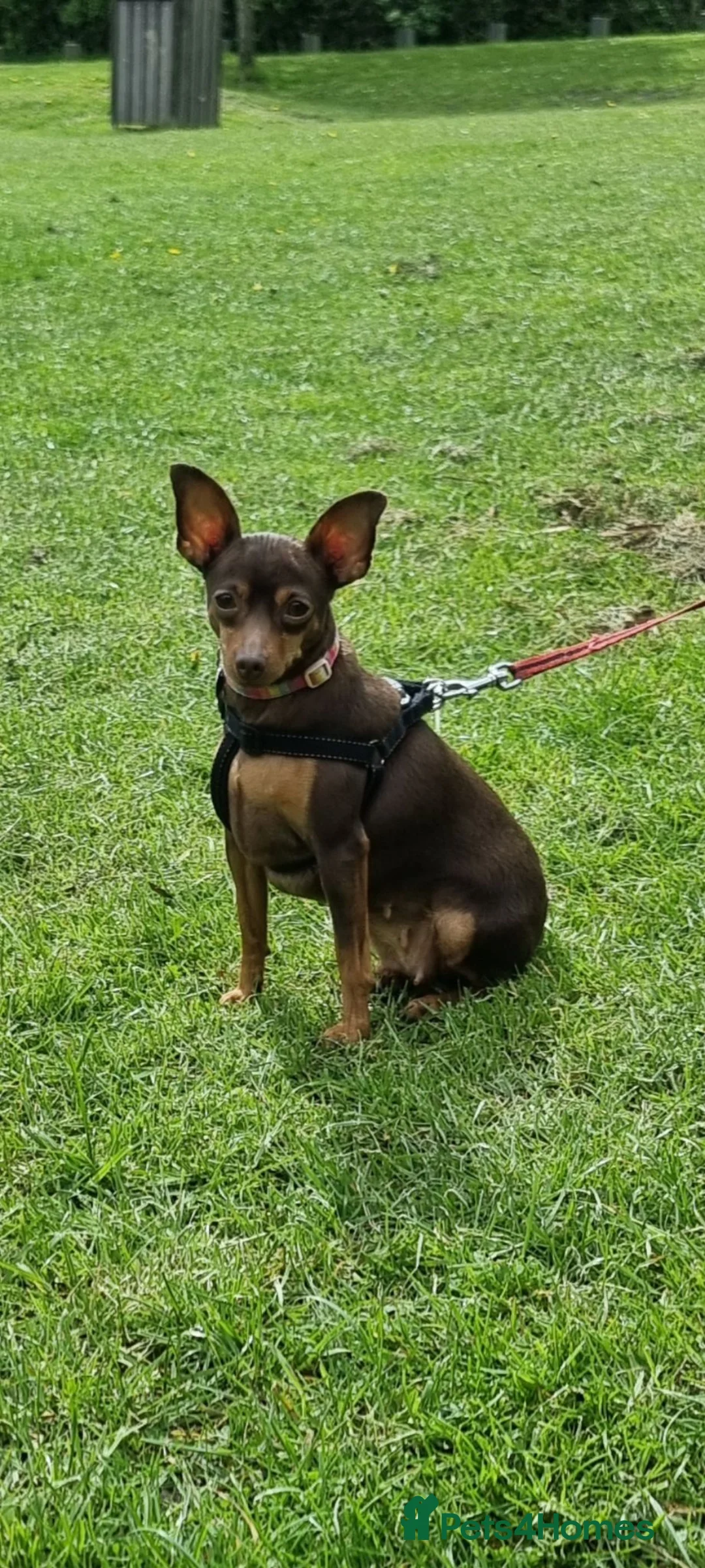 Miniature Pinscher dogs for sale: KC registered Miniature Pinscher chocolate and tan - Advert 2