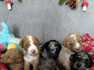 Cockapoo dogs - Advert 18