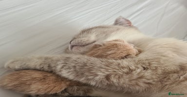 British Shorthair cats - Advert 3