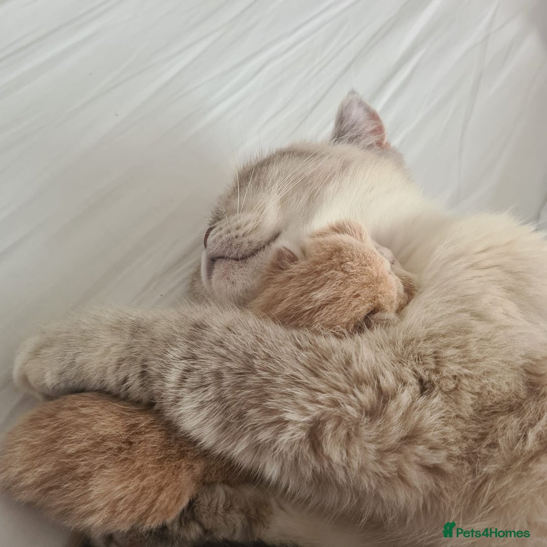 British Shorthair cats for sale: Cute british-shorthair kittens  - Image 3