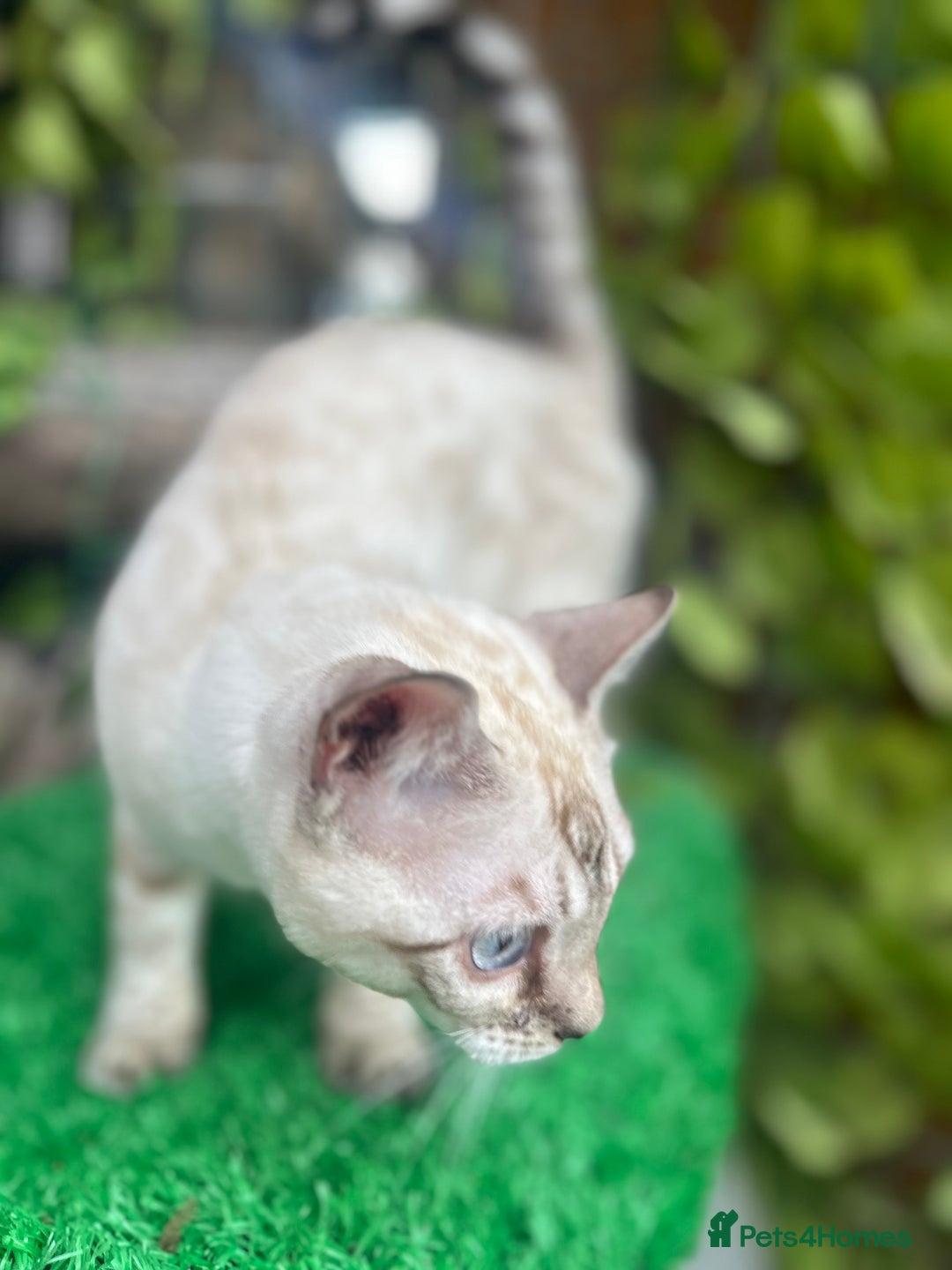Bengal cats for sale: Unbelievably friendly TICA reg kittens  - Image 29