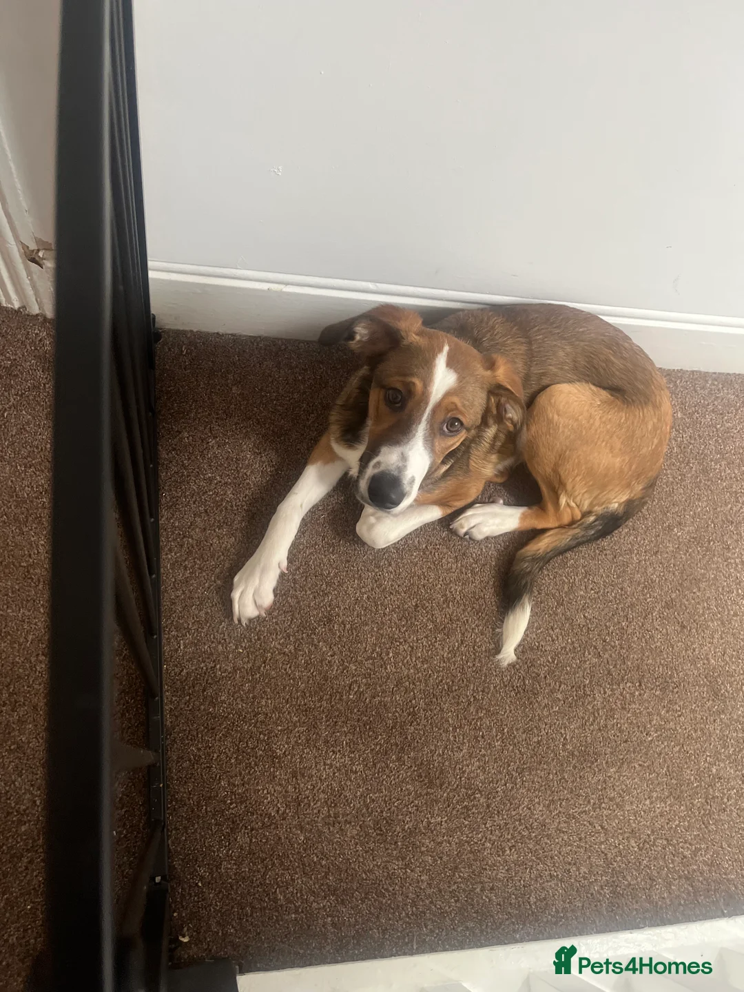 Border Collie dogs for sale: Lunna  in Llandudno - Advert 2