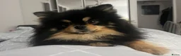 Pomeranian dogs for sale: TOY Pomeranians ready to go  - Advert 3