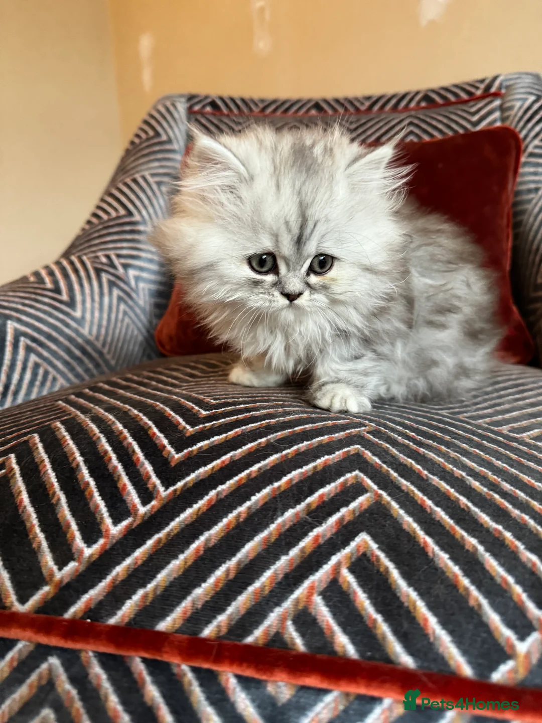 Persian cats for sale: Beautiful gentle silver grey Persian girl, 9 weeks - Advert 5