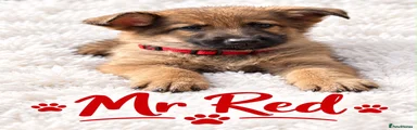German Shepherd 2