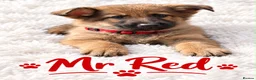 German Shepherd dogs for sale: 🐾 BEAUTIFUL GERMAN PUPPIES🐾 - Advert 8