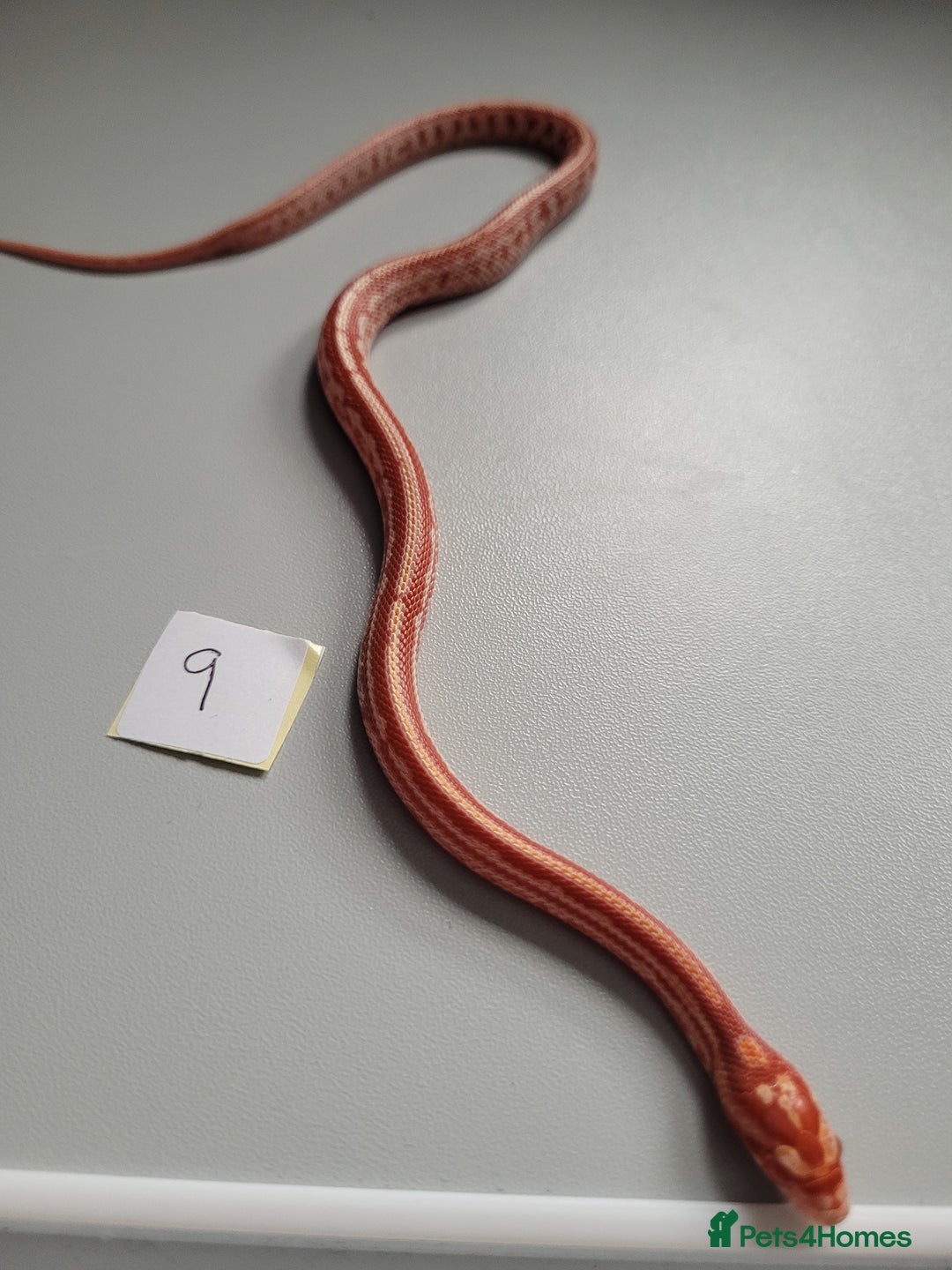 Corn Snake reptiles for sale: 6 week old baby corn snakes - Image 17