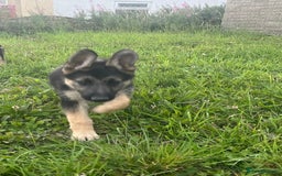 German Shepherd dogs for sale: 2 German Shepherd Bitches Ready Now - Image 26