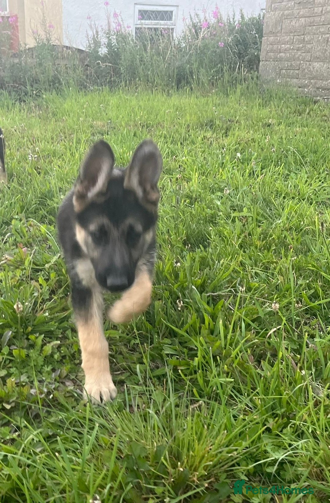 German Shepherd dogs for sale: 2 German Shepherd Bitches Ready Now - Image 26
