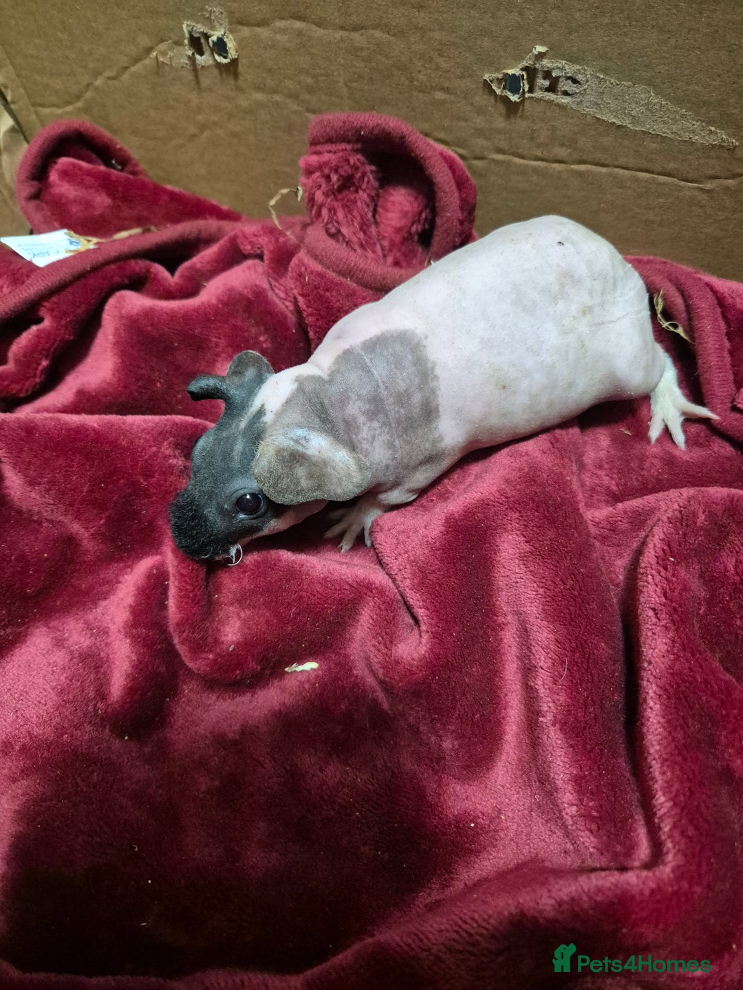 Guinea Pig rodents for sale: Baby Male Skinny Pigs For Sale  - Advert 13