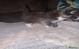 Mixed Breed cats for sale: 5 beautiful kittens mother part ragdoll - Image 14