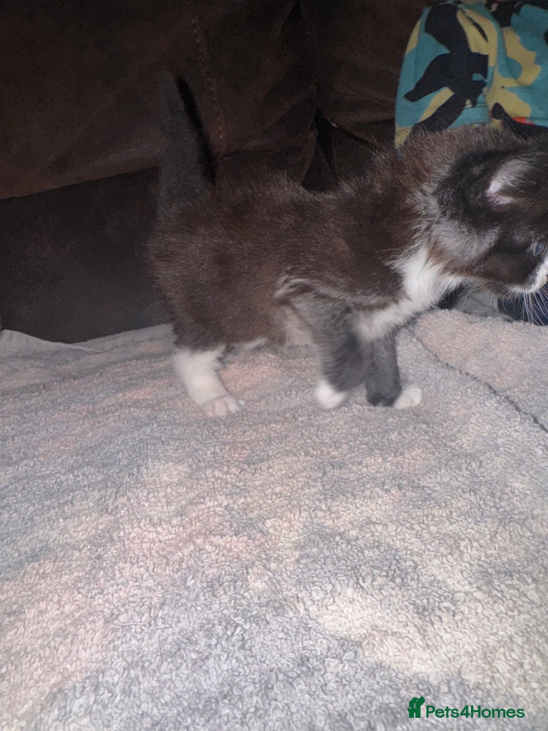 Mixed Breed cats for sale: 5 beautiful kittens mother part ragdoll - Image 14