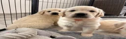 Golden Retriever dogs for sale: Kc registered fully health tested parents  - Advert 12