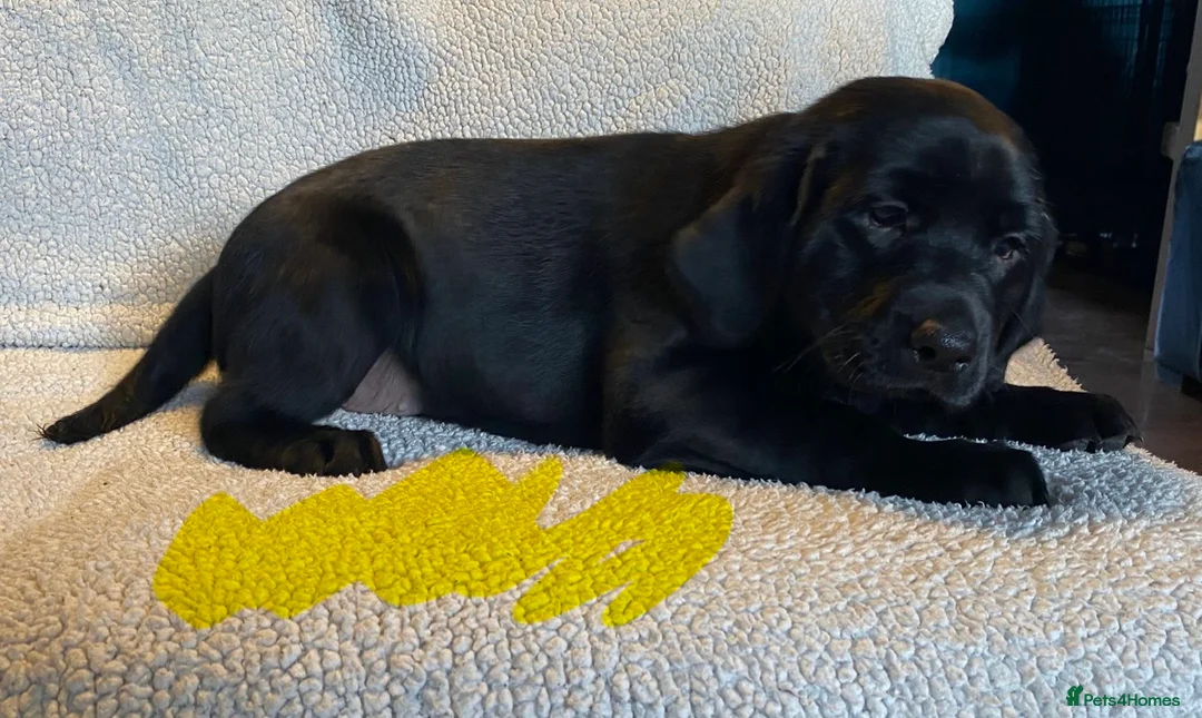 Mixed Breed dogs for sale: Labrador pups ready now  - Advert 14