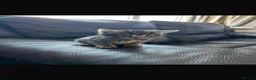 Mixed Breed cats for sale: Kittens for sale  - Advert 13