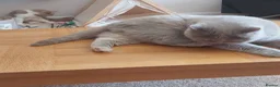 British Shorthair cats for sale: Loving, Peaceful Home Needed for Holly & Honey - Advert 7