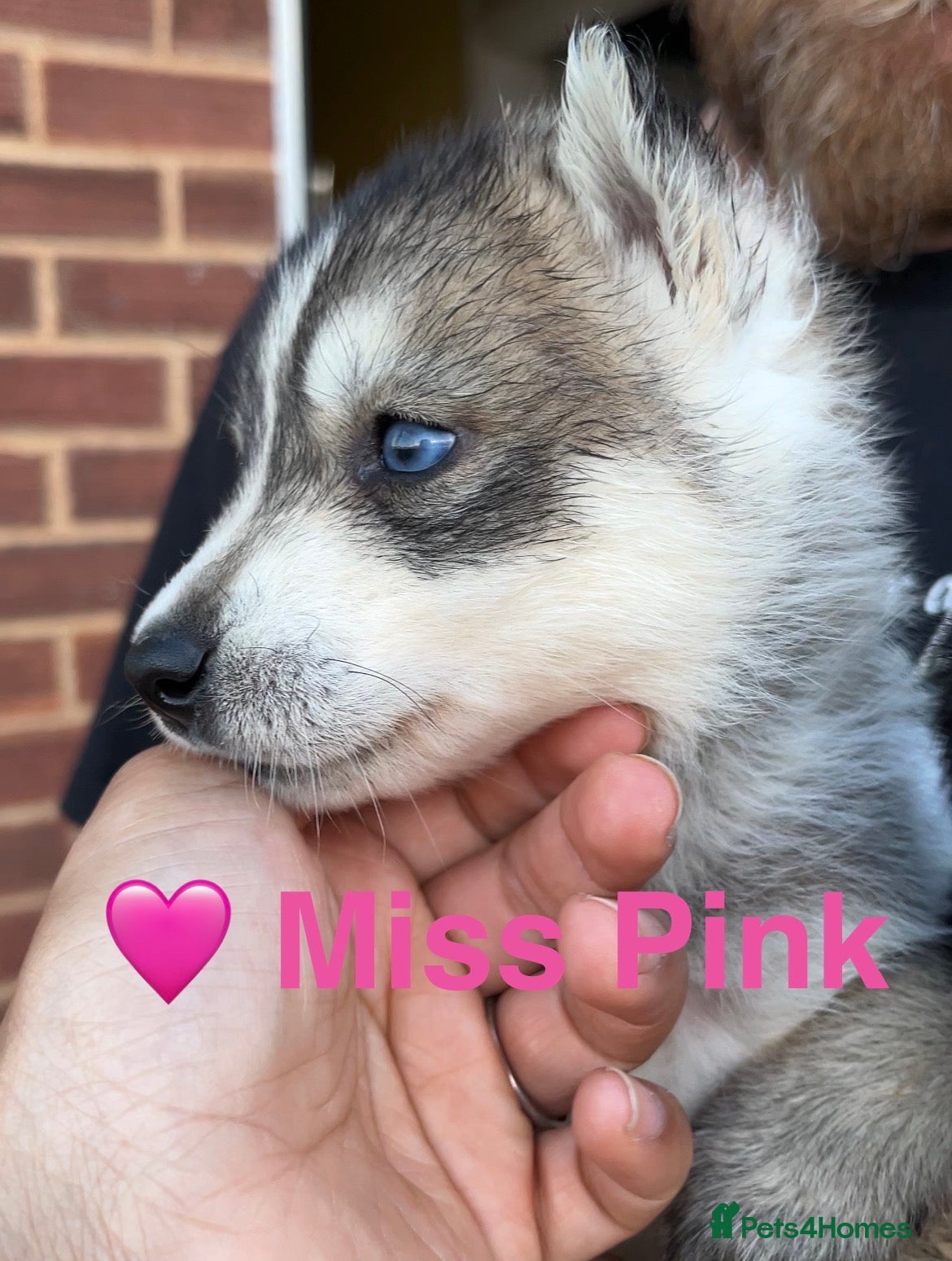 Siberian Husky dogs Outstanding KC Registered Puppies - Advert 5
