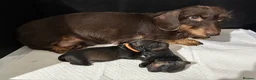Miniature Dachshund dogs for sale: Wire Haired miniature Dachshunds - Advert 6