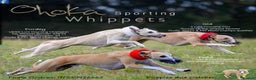 Whippet dogs for sale: Top quality bitch - Advert 12