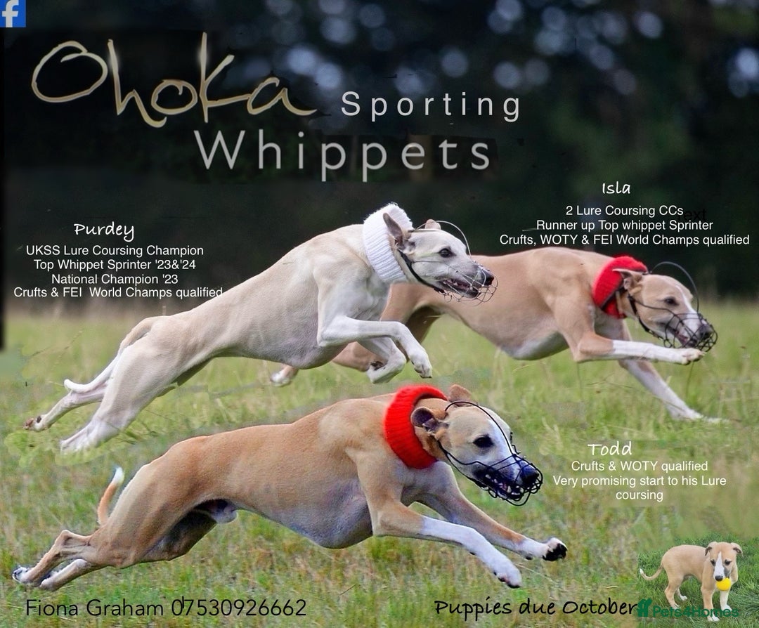 Whippet dogs for sale: Top quality bitch - Advert 12