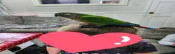 Conures birds for sale: Handreared conures - Advert 12